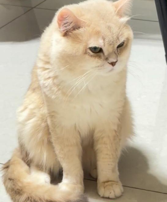 英國短毛貓